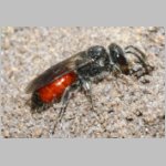 Sphecodes pellucidus - Blutbiene w002f 9mm - Sandgrube Niedringhaussee-det.jpg